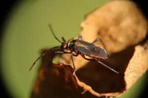 insects-4545014_1920